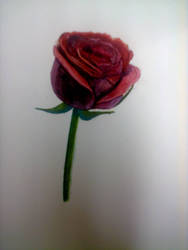 rose