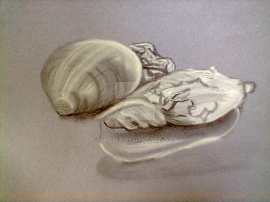 shells by kwelly on DeviantArt