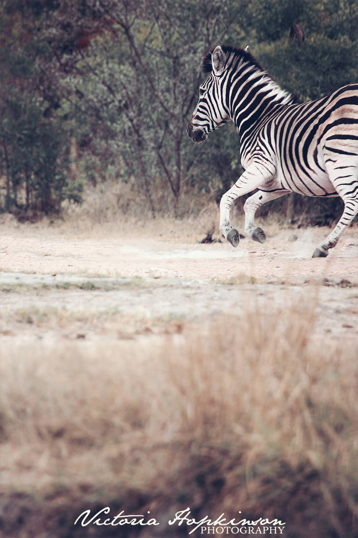 Scared Zebra Vector Scared Zebra by victoriahopkinson on DeviantArt