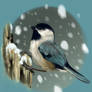 Chickadee