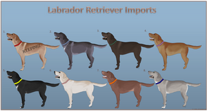 Labrador Retriever Imports - CLOSED