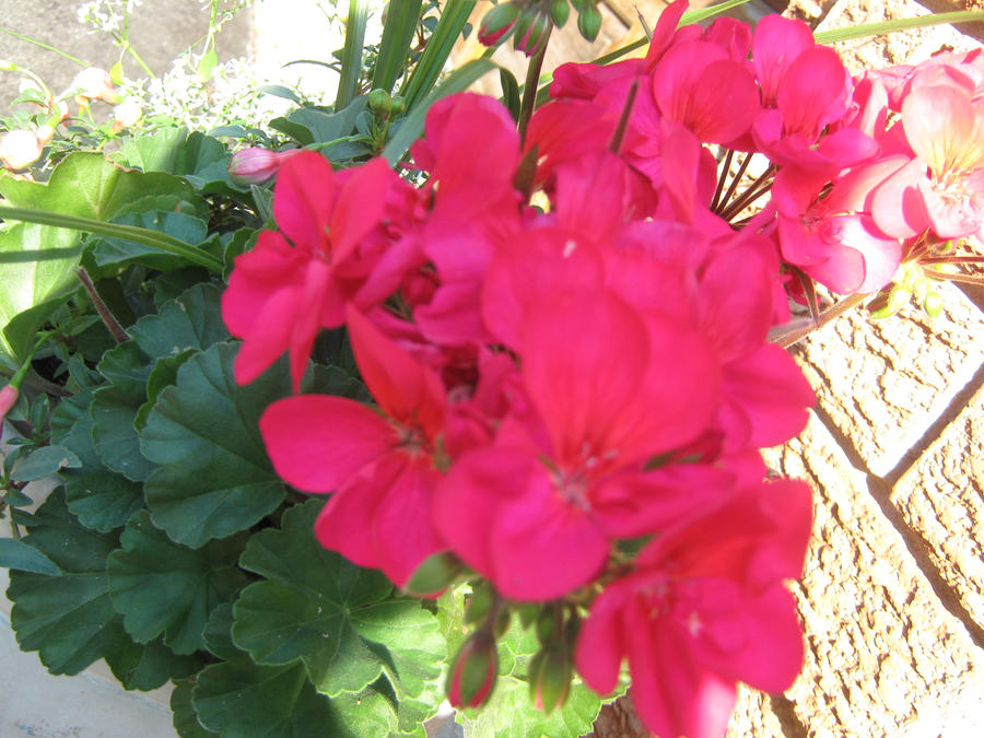 Pink Flowers by AnimeNinjaAssassin on DeviantArt