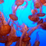 Jellies