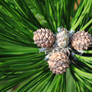Baby pine cones