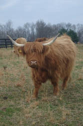 Highland Cattle