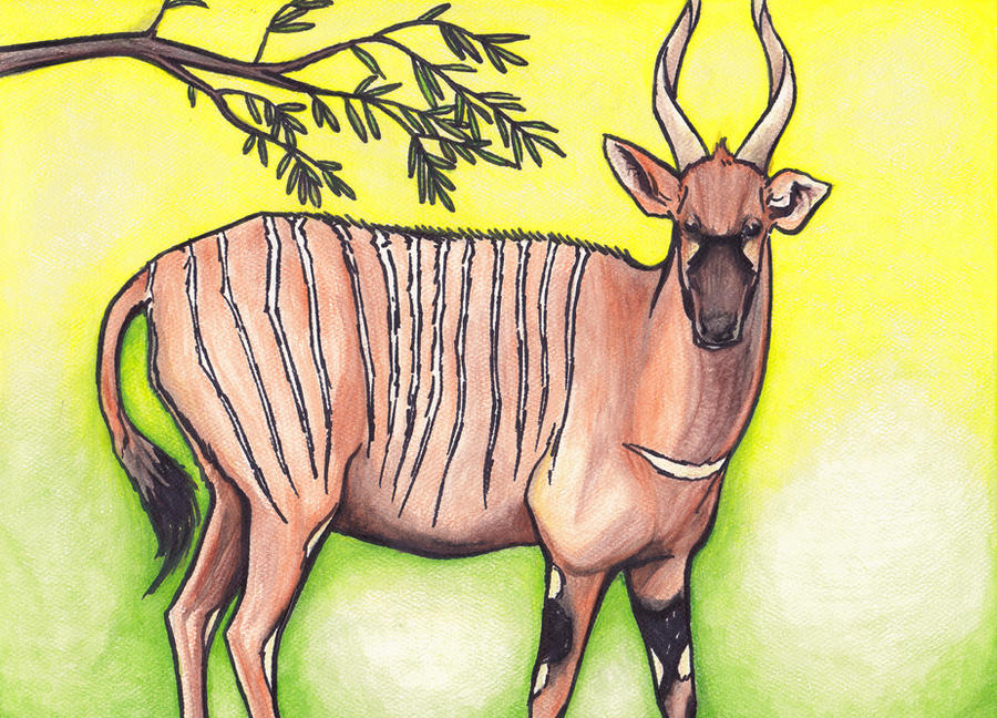Deviantart Bongo Bongo by MetolGuy on DeviantArt