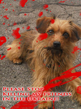 Stop killing dogs in the Ukraine