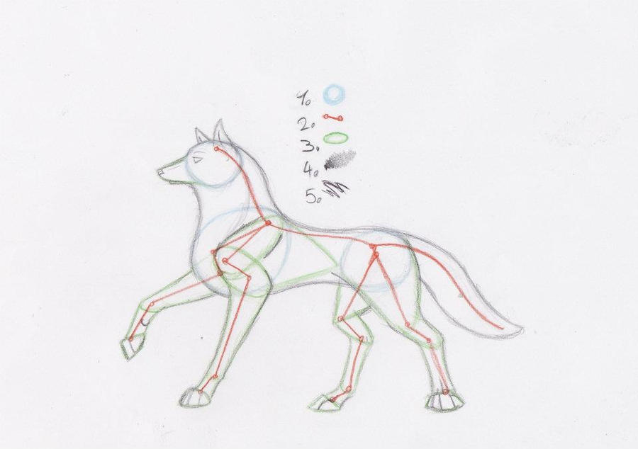 Drawing Wolves Nguide How to draw Wolves by ArkaTheWolf on DeviantArt