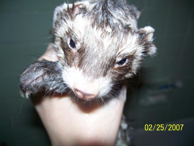 Dripped Ferrets Mad Wet Ferret... by Eric-Casper on DeviantArt