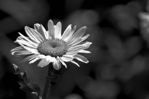 Black And White Daisy...