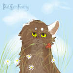 In the camomile field by BlackCat-Flowering