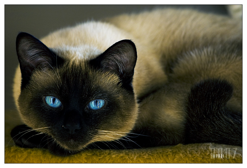 Сиамские кошки цвет. Сиамская кошка черная. Черный сиамский кот. Сиамский Сноу-Шу. Сиамская кошка темная.