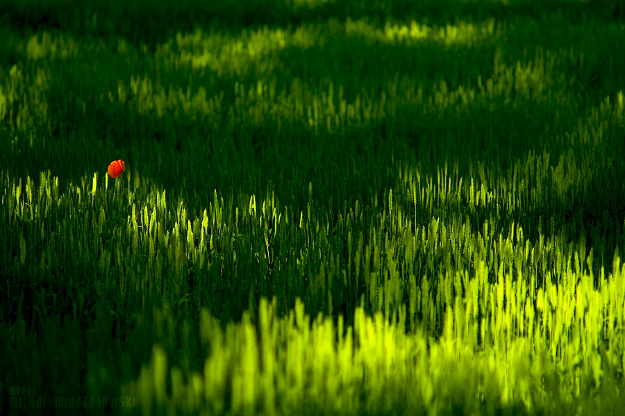 alone by werol