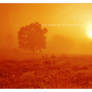 fire vision