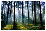 Dreamdance by werol