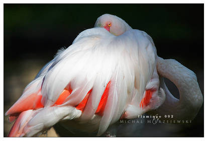 flamingo 002