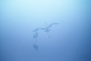 Suspended