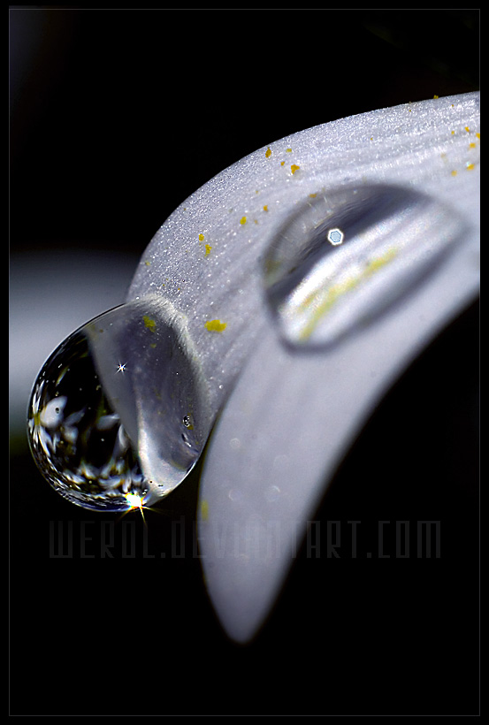 generation by werol