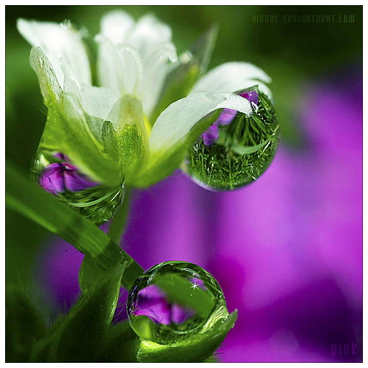 pink by werol, visual art