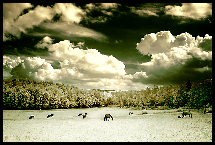 infrared pasture