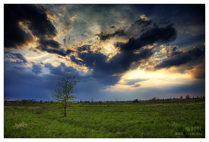 first spring tree