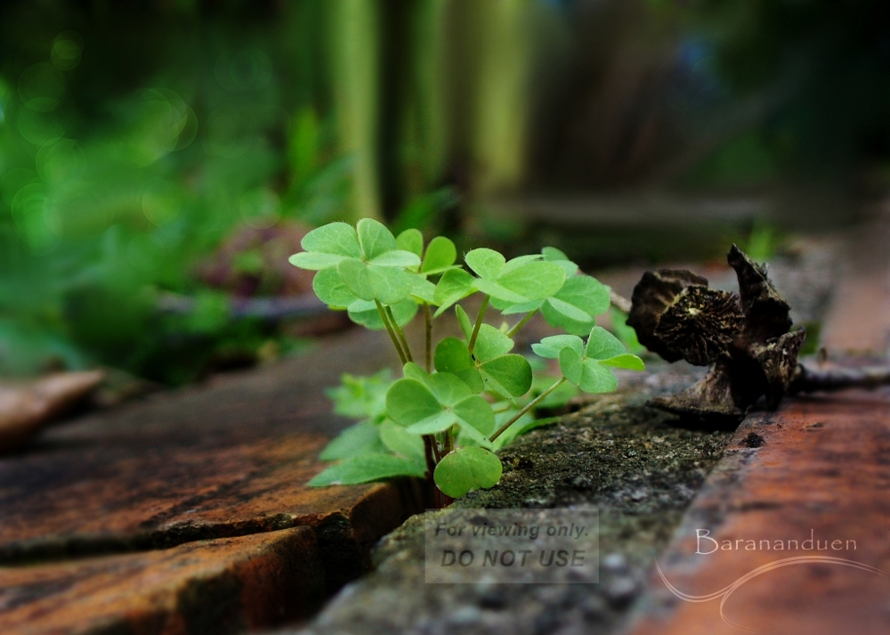 Sprouting Luck