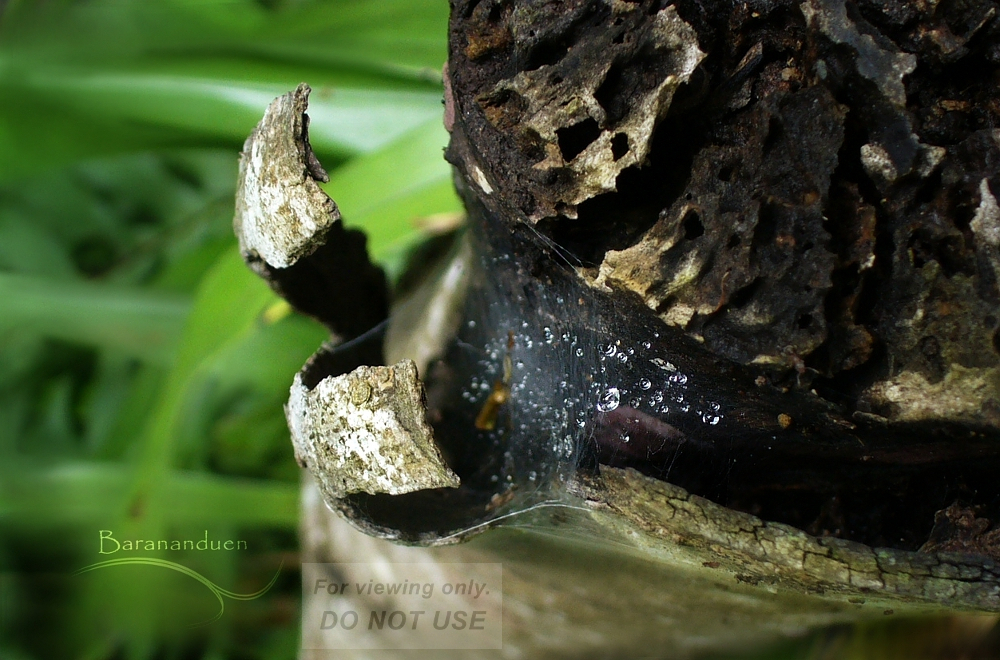 After the Rain (droplets on spiderweb)