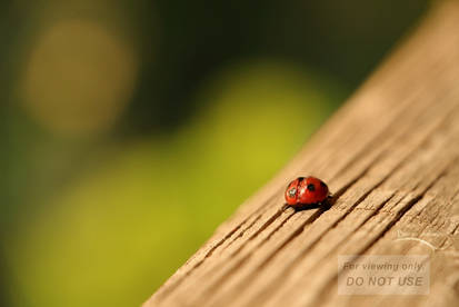 Crawling Along