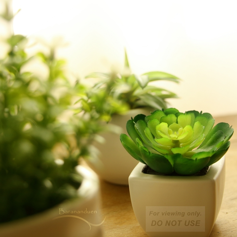 Succulents by the Window