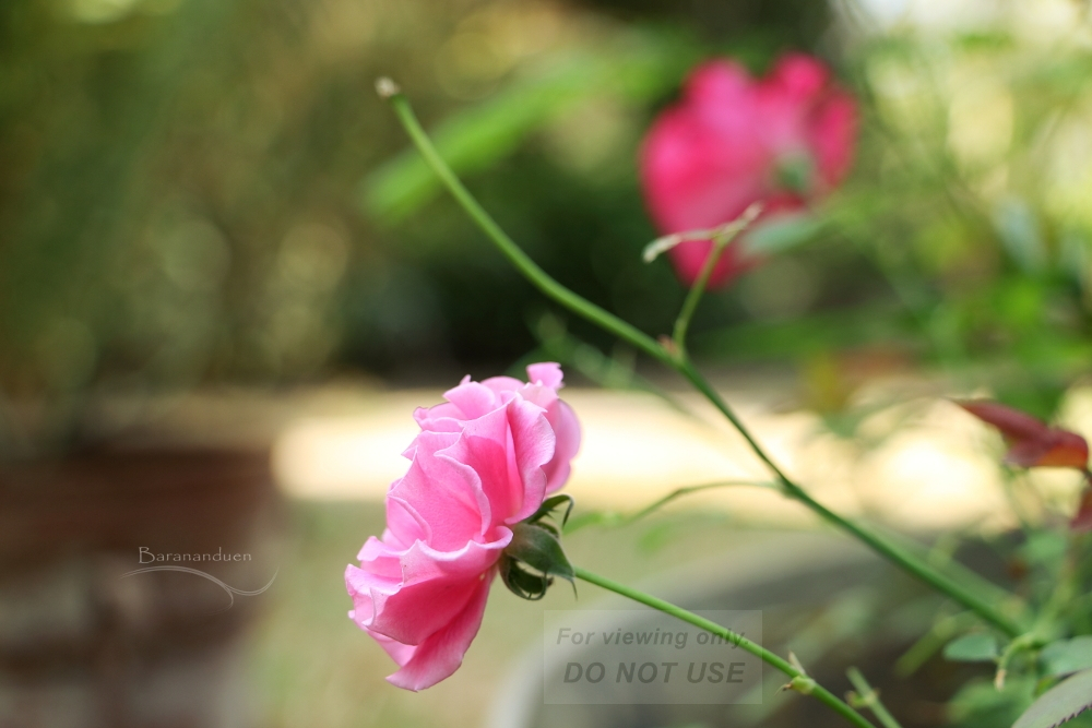 The Reach of the Curly Rose