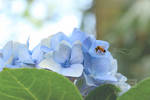 Hydrangea with Bee