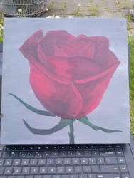 Rose 1