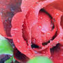 Raindrops on roses.