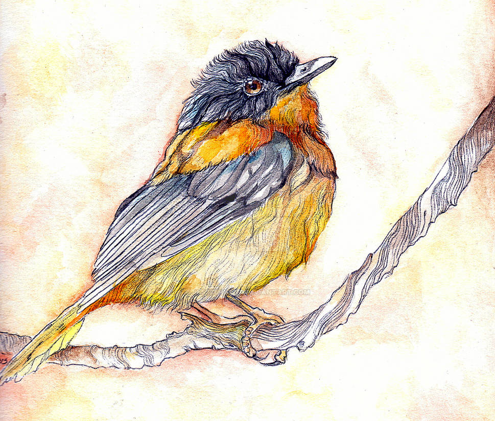Little Bird by jessburnett