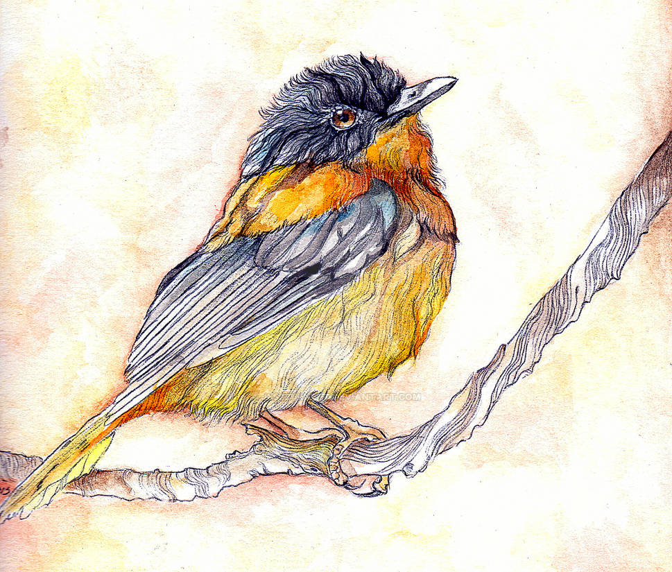 Little Bird by jessburnett Little Bird by jessburnett