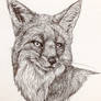 Cunning Fox