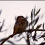 Little bird