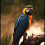 Blue and yellow parrot