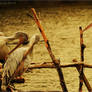 Family Of Pelicans