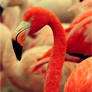 Red Flamingo