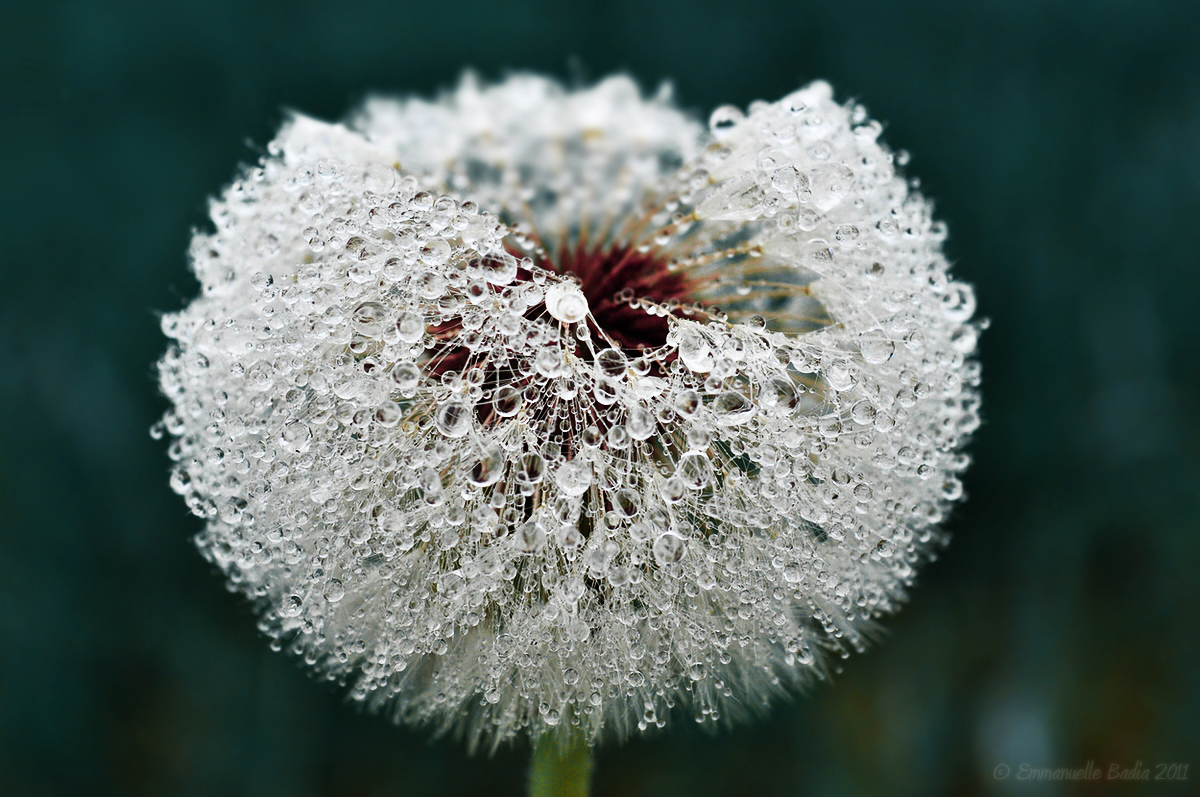 Crystal Dandelion