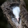 Feather Duster