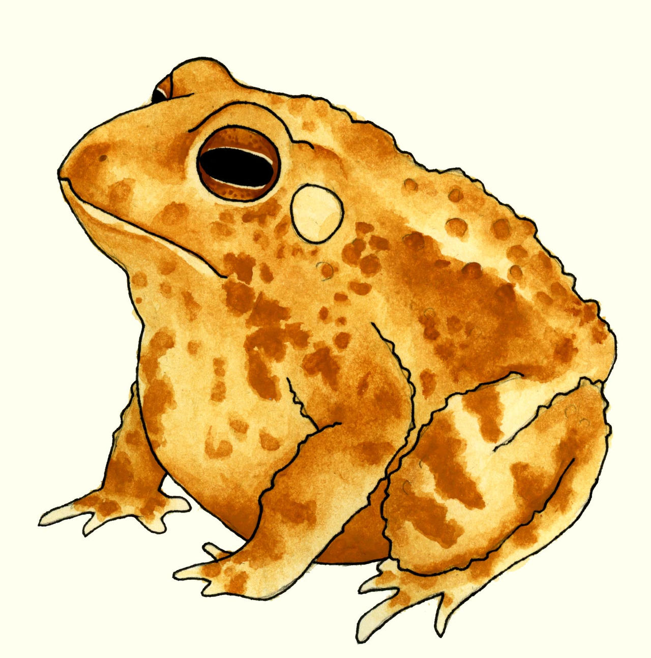 Toad by spekhuggaren on DeviantArt