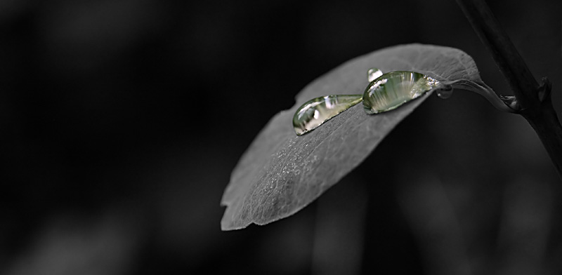 Raindrops on the leaf