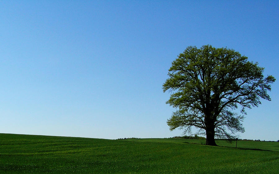 XP with tree wallpaper by dynkavit on DeviantArt