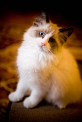 Ragdoll Kitten