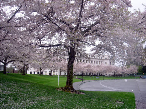 Washington State Sakura