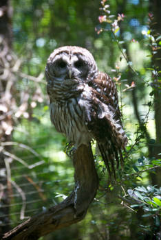 Barred Owl