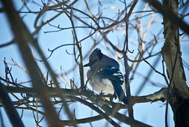 Cyanocitta cristata