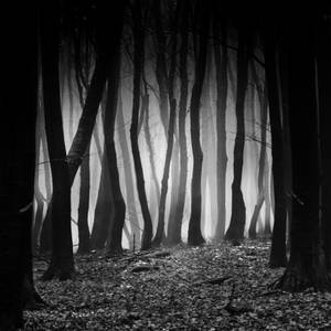 -Entrance to Dark wood-